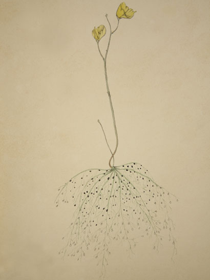 Utricularia_33